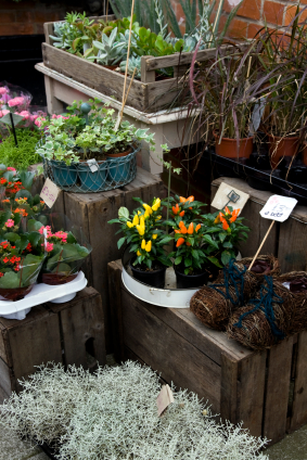 Potted flowers Bloom where you are planted